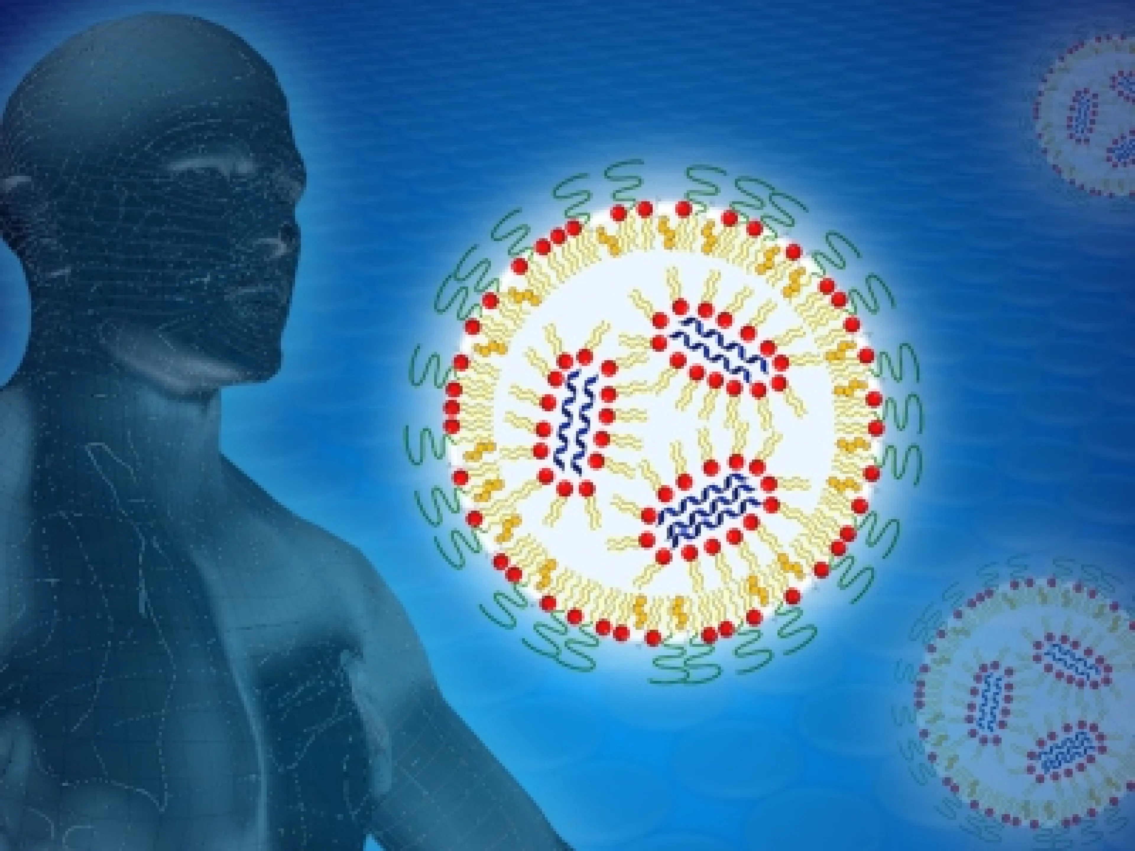 Zu ihrem Schutz ist die mRNA (blaue Schlangen) in einem Lipid-Nanopartikel verpackt. Mit Hilfe von Neutronen der Forschungs-Neutronenquelle der Technischen Universität München untersuchte ein Forschungsteam verschiedene Formulierungen, um die Übergabe der mRNA an die Zelle zu optimieren
