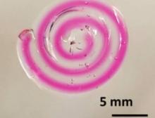 Gedruckte Faser, die lebende medikamentenproduzierende Bakterien im Kern (rosa) enthält